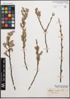 Foto von Salix cinerea L.